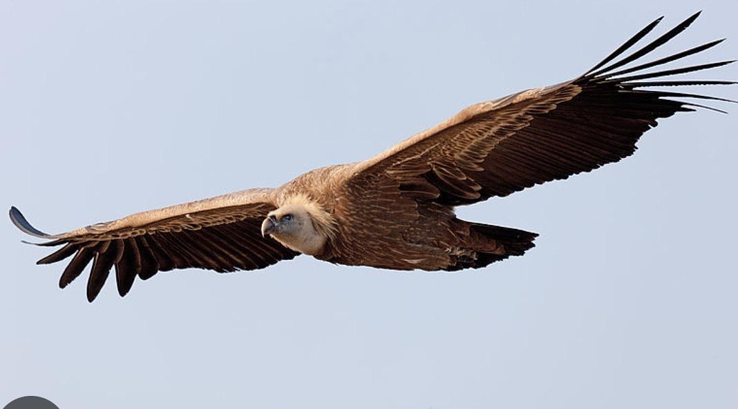 Griffon Vulture